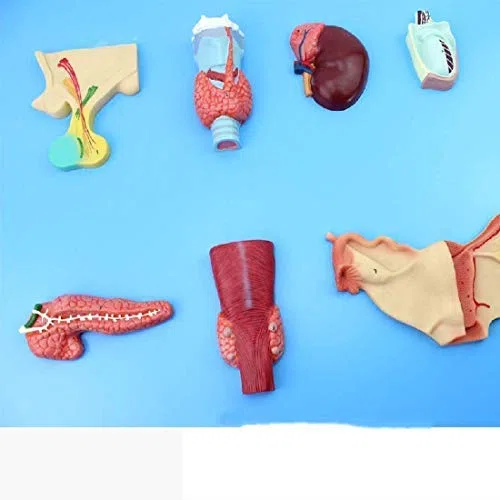 ERNZI Modelli di Materiale Educativo, Modello Educativo Modello Endocrino Organo Modello Digestive Sistema Pituitario Adrenale Umano