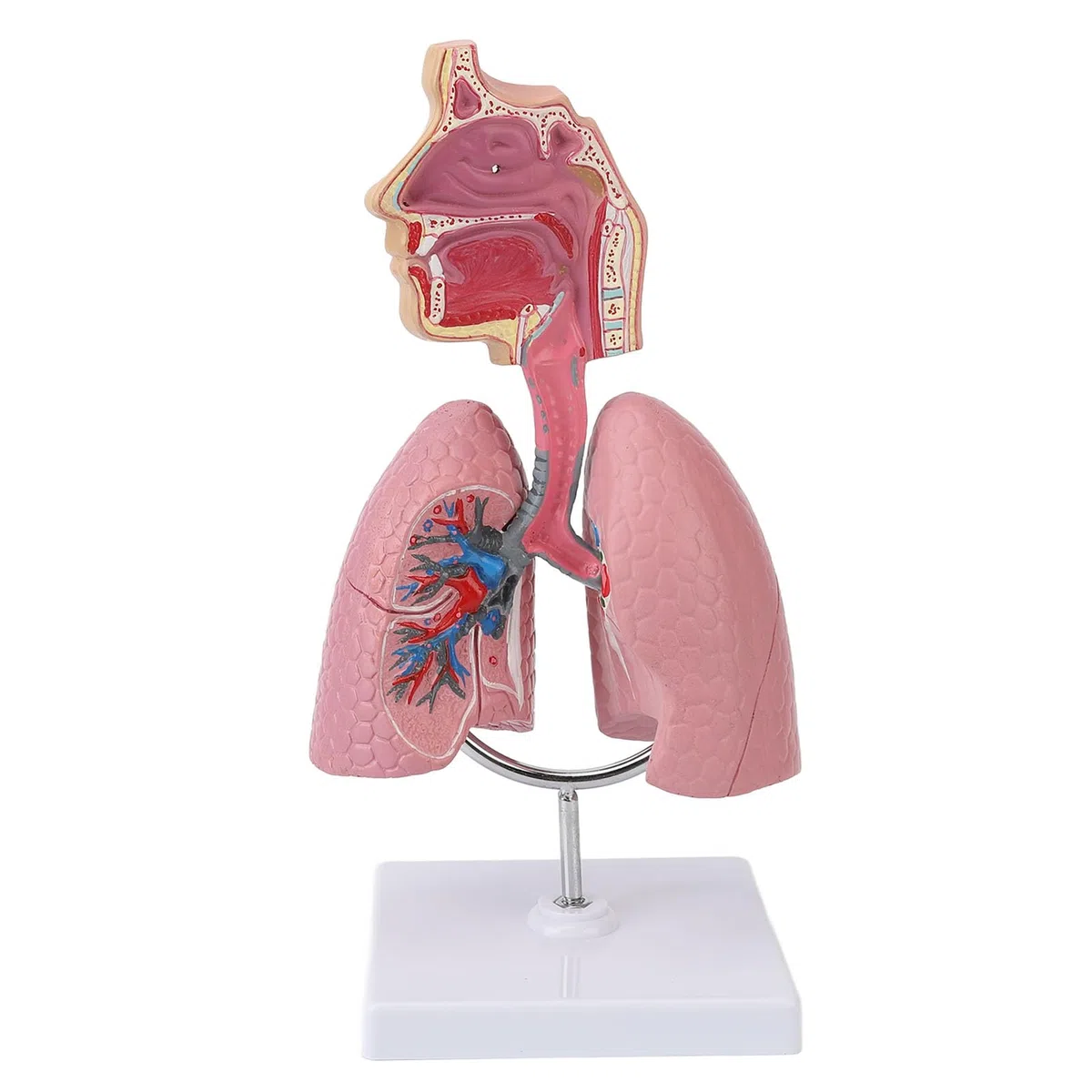 ZenithAur Strumento di insegnamento del cuore rimovibile, moo di METODO respiratorio 4D e display anatomico polmonare umano, ideale per scopi educativi e dimostrazioni in classe