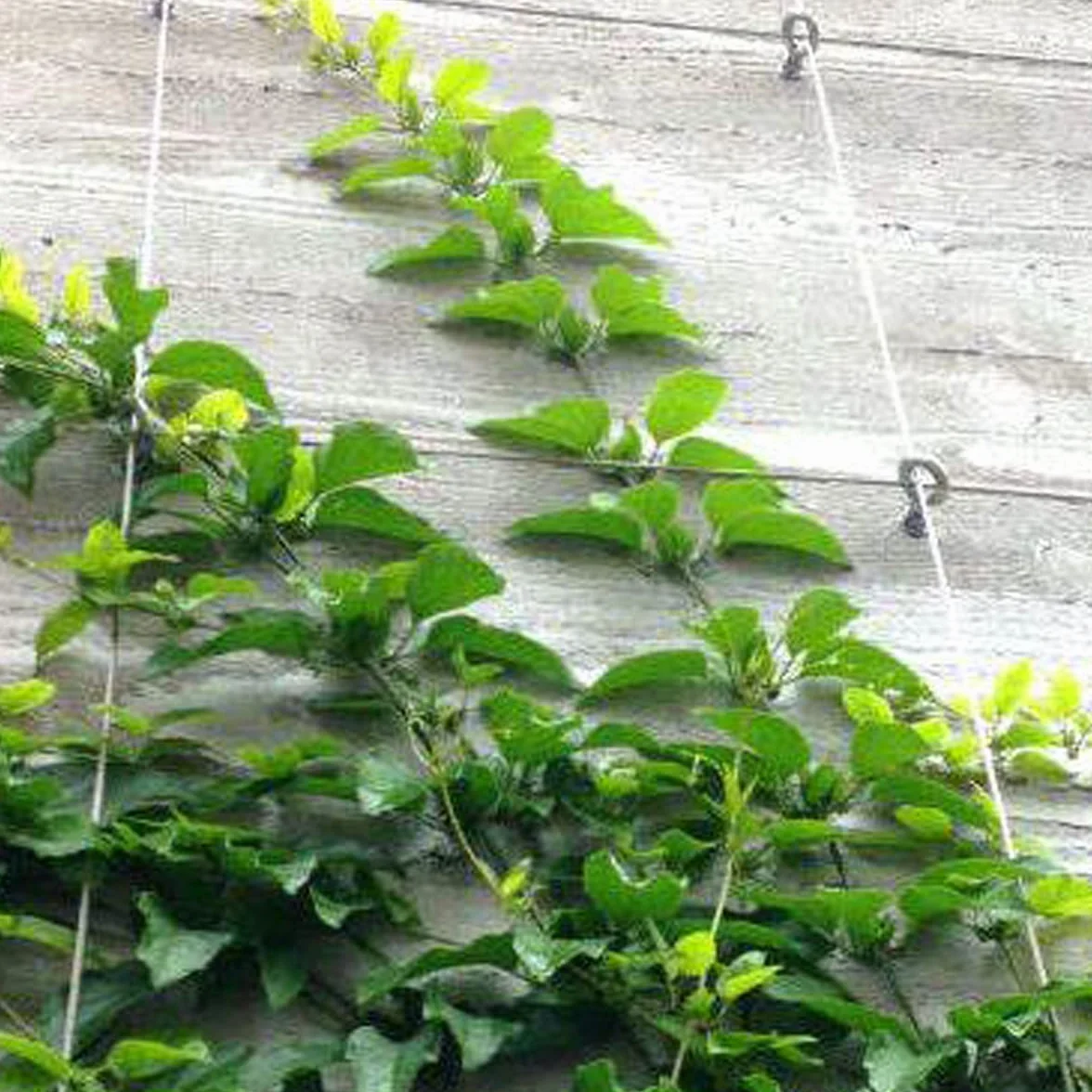 TooTaci Corda in acciaio inox, 10M/1.5mm piegabile Craft filo d'argento in acciaio inox, filo immagine, appeso per il giardino traliccio, modello di scultura, artigianato