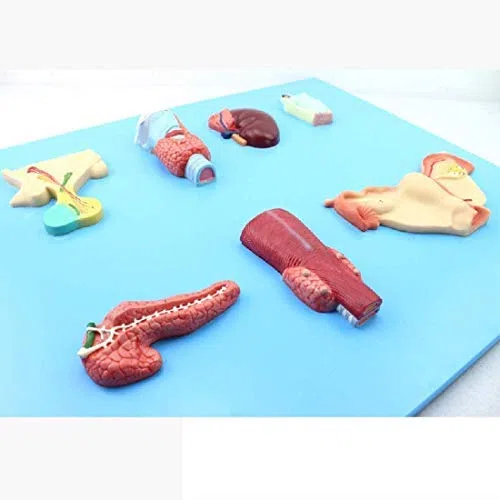 ERNZI Modelli di Materiale Educativo, Modello Educativo Modello Endocrino Organo Modello Digestive Sistema Pituitario Adrenale Umano