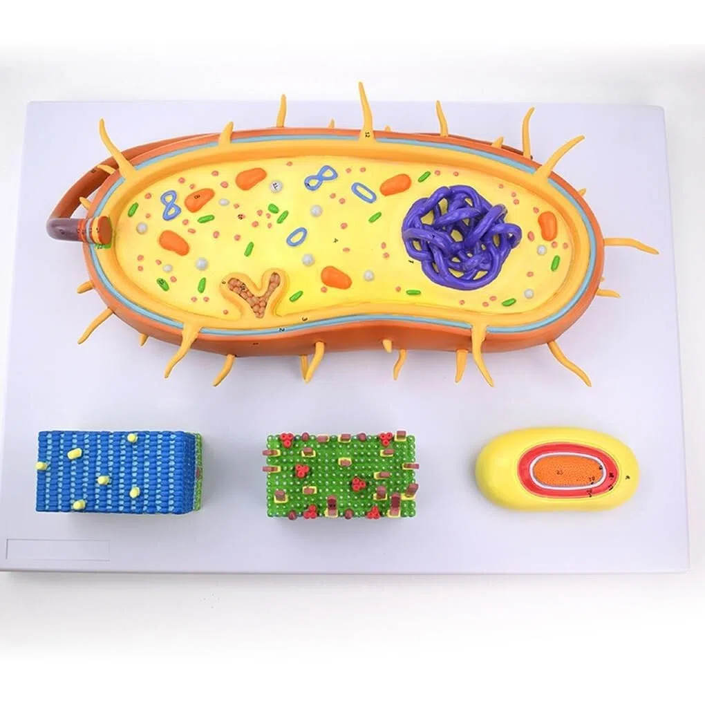 AMITD Bacterial Structure Model with Flagella & DNA for Biology Teaching