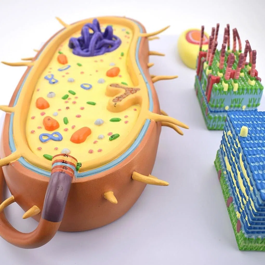 AMITD Bacterial Structure Model with Flagella & DNA for Biology Teaching