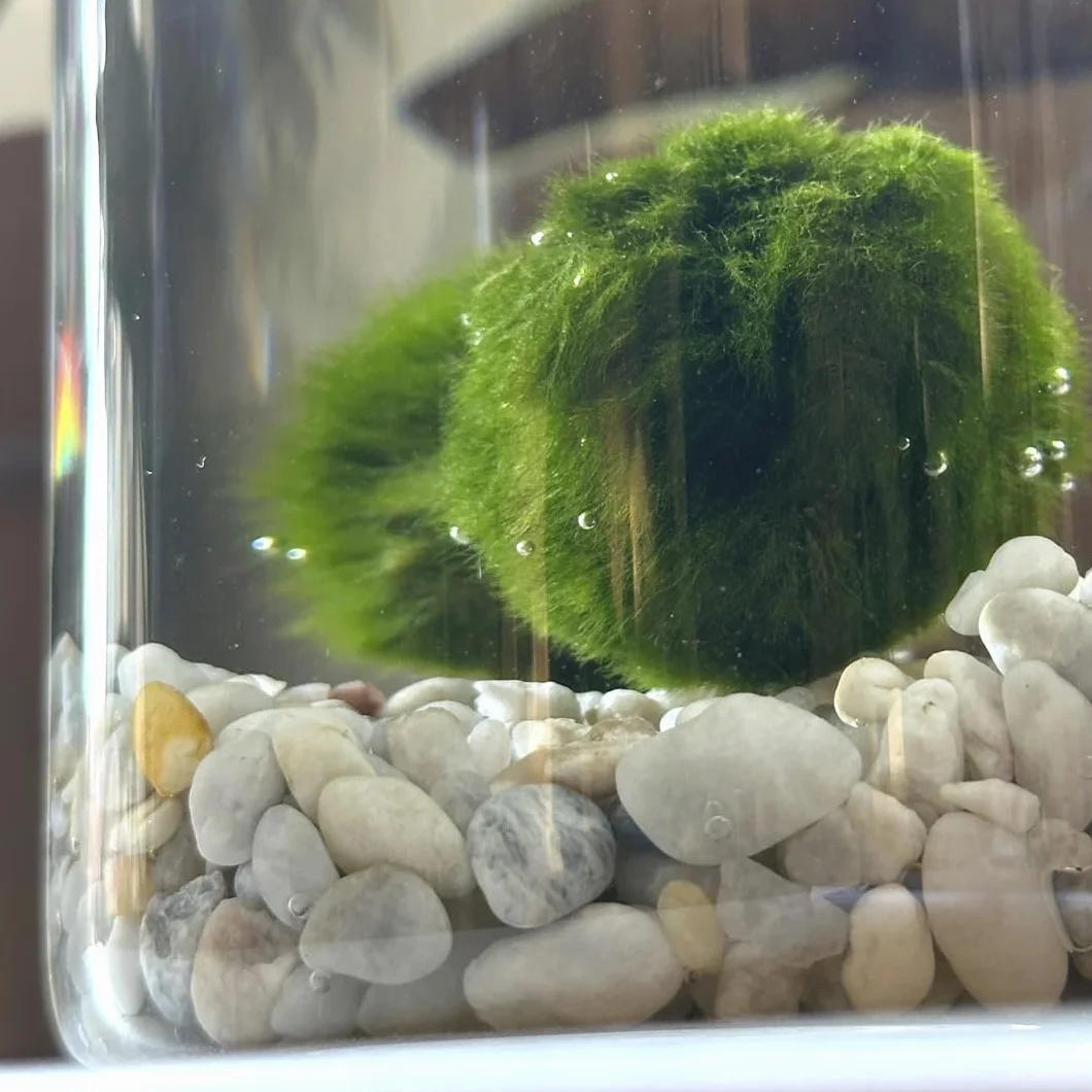 La Felicità è Nelle Piccole Cose Marimo Coppia originale vaso vetro con tappo sughero artigianale fondale rosa naturale diametro 8cm altezza 11cm Made in Italy