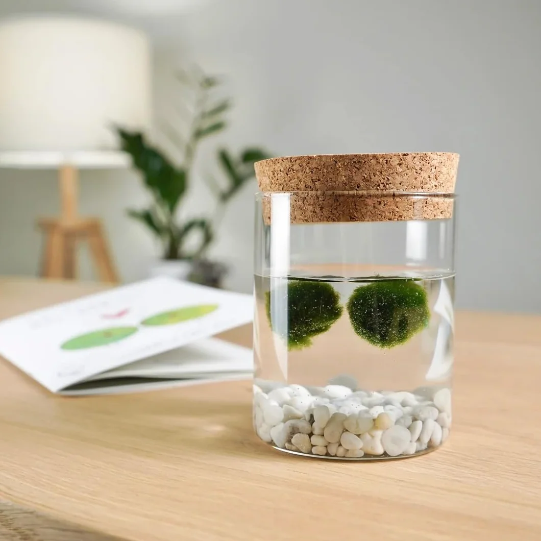 La Felicità è Nelle Piccole Cose Marimo Coppia originale vaso vetro con tappo sughero artigianale fondale rosa naturale diametro 8cm altezza 11cm Made in Italy