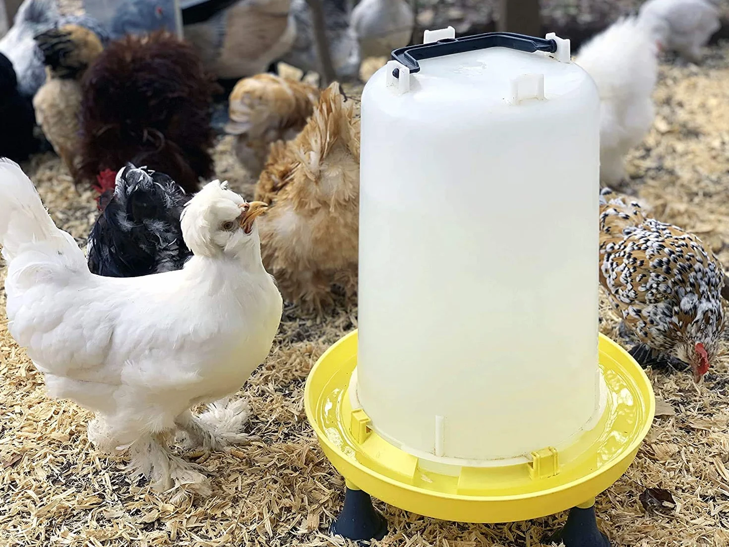 Zootec Abbeveratoio a sifone in plastica con Manico e Piedini. capacità 15 Litri. Ideale per Galline, Pulcini, Anatre e avicoli Simili. Predisposto per Essere appesa nel pollaio.