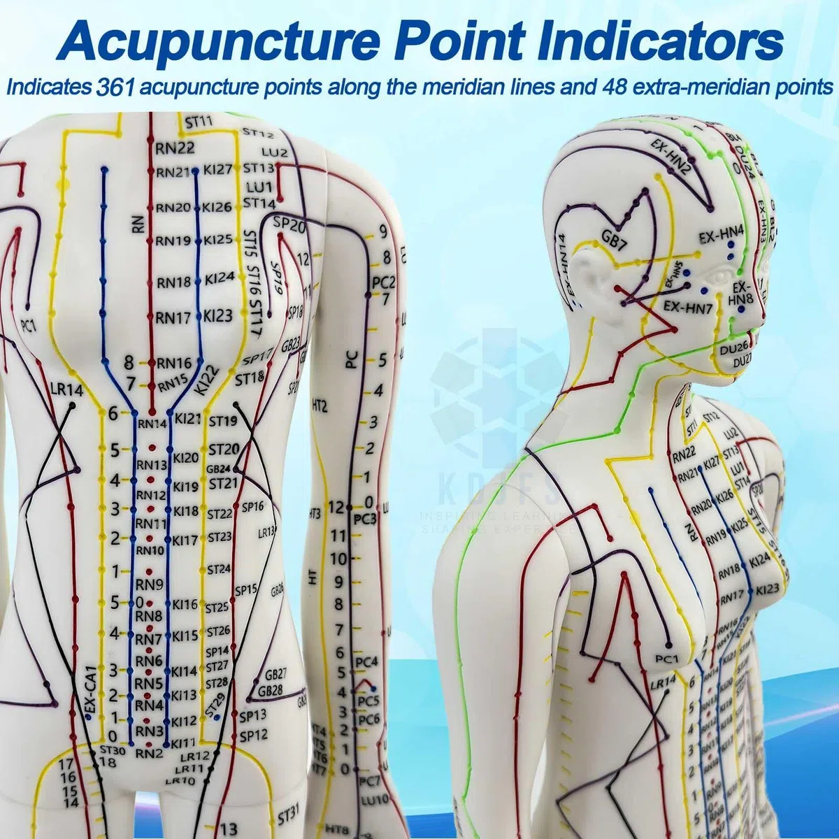 1/3 Punti di Agopuntura Manichino, 52cm Manichino Esercitazione Agopuntura con Le Istruzioni per la Localizzazione dei Punti di Agopuntura, Utilizzato per la Pratica di Inserimento dell'ago