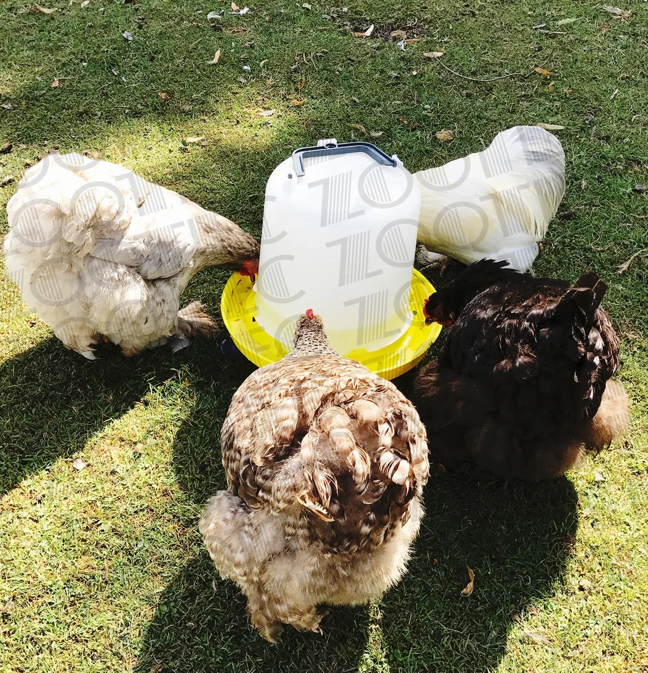 Zootec Abbeveratoio per Galline a sifone in plastica con Manico e Piedini. capacità 10 Litri. Ideale per Galline, Pulcini, Anatre e avicoli Simili. Predisposto per Essere appesa nel pollaio.