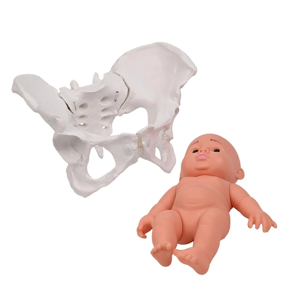 Modello di bacino femminile con ostetricia bambino insegnamento donne aiuto mobile per ostetrica educativa femmina e bambino