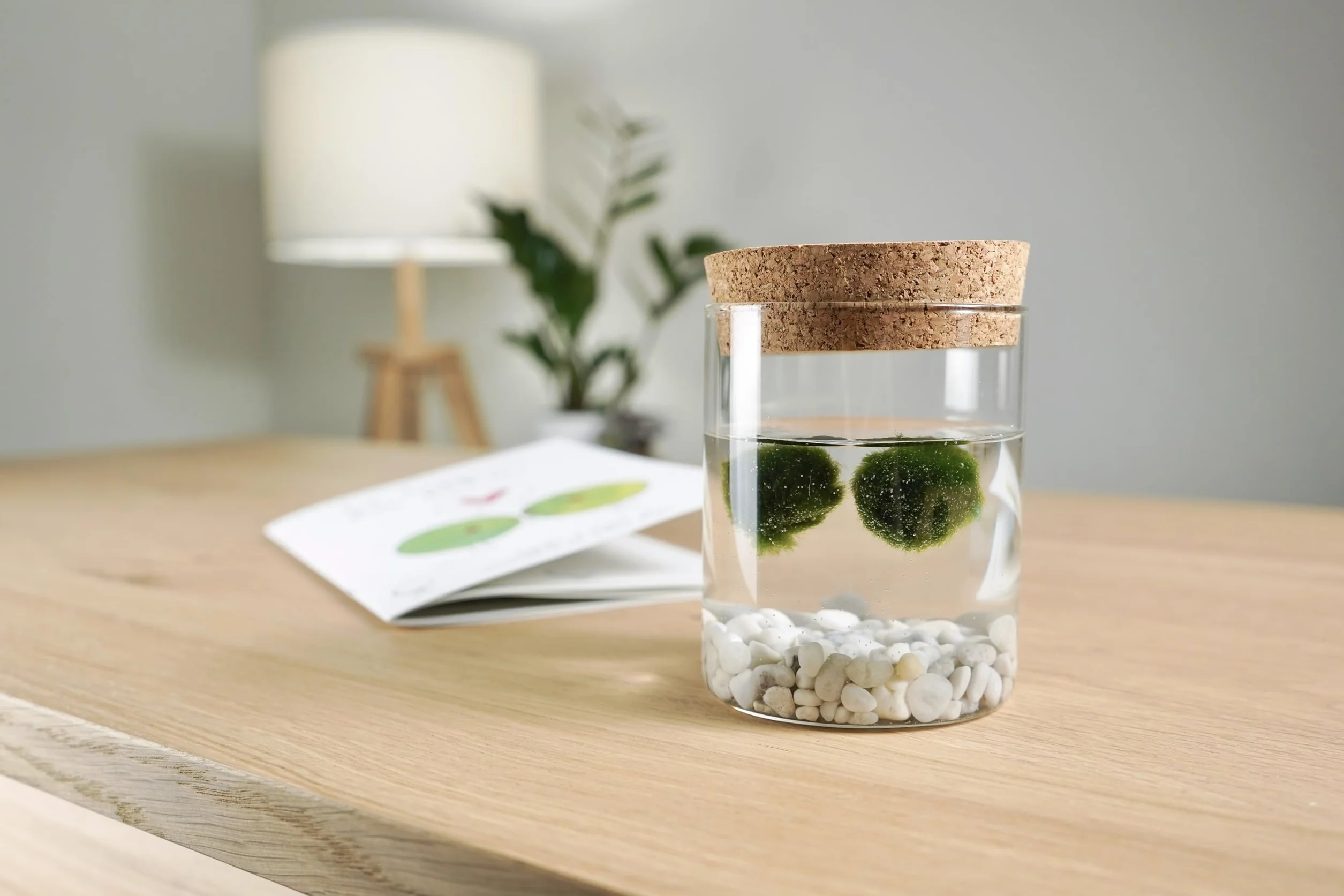 La Felicità è Nelle Piccole Cose Marimo Coppia originale vaso vetro con tappo sughero artigianale fondale rosa naturale diametro 8cm altezza 11cm Made in Italy
