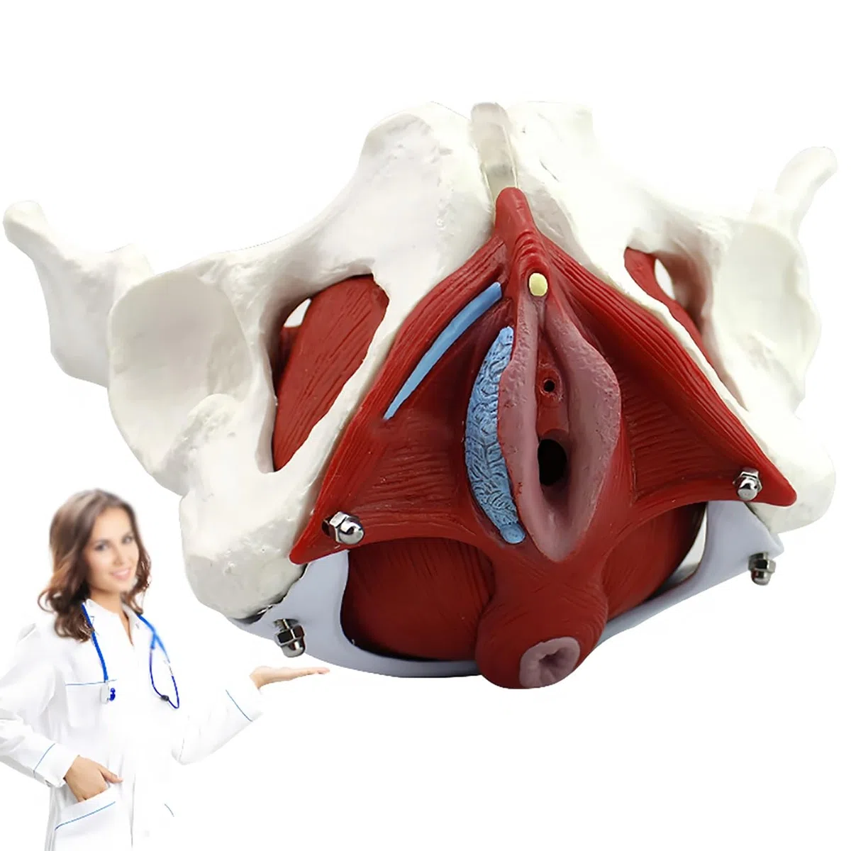 Modello Di Bacino Femminile,Modello Anatomico Staccabile Del Muscolo Del Pavimento Pelvico Femminile,for L'insegnamento, L'apprendimento, L'esposizione